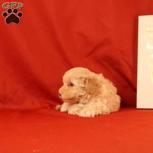 Foxy, Morkie-Poo Puppy